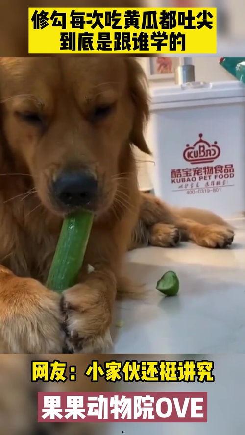 吃瓜金毛,揭秘娱乐圈的“狗仔”传奇