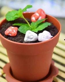 网红酸奶吧,潮流饮品新宠，甜蜜滋味席卷城市街头