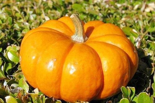 秋天吃秋瓜的好处