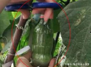 村里吃瓜大妈图片大全,趣味图片大盘点